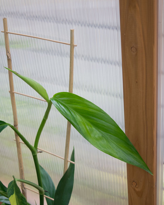 Epipremnum Amplissimum 'Variegata' - 6" (Pick Up Only)