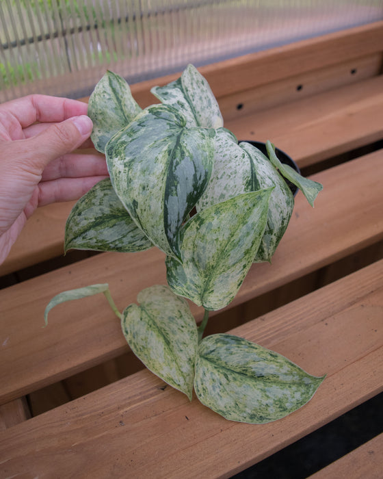Scindapsus Pict. 'Peasun' Variegated - 2"
