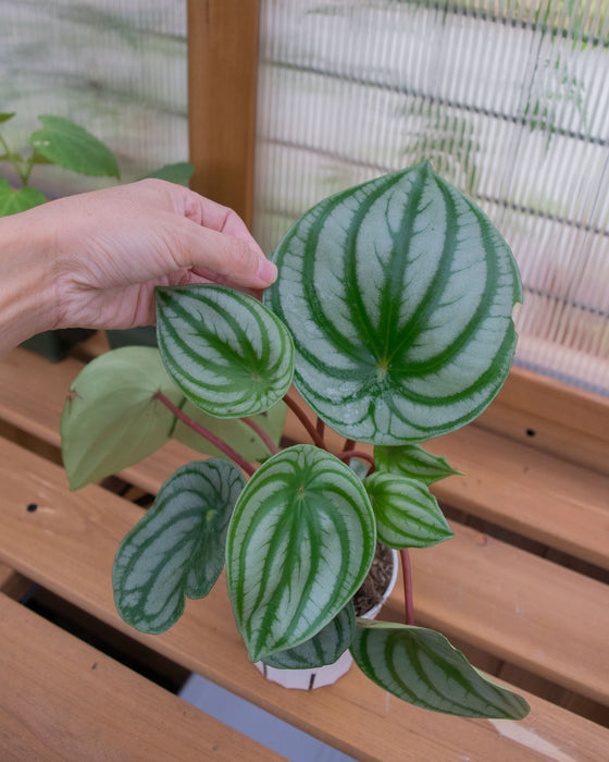 Peperomia Watermelon - 4"