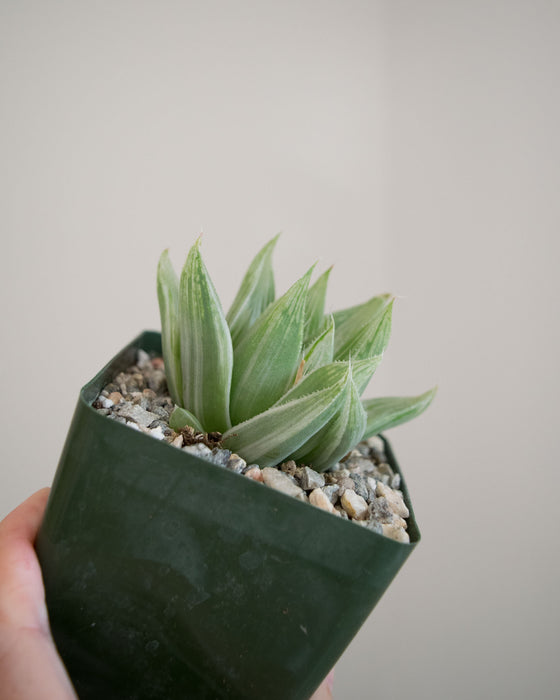 Haworthia Cooperi 'Silver Swirl' - 4"