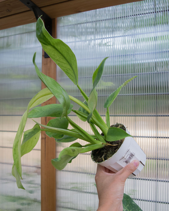XL Philodendron 'Jose Buono' - 4"