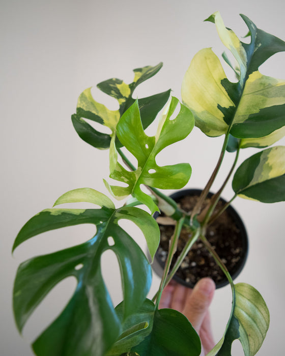 Rhapidophora Tetrasperma 'Albo Variegata' - 4"