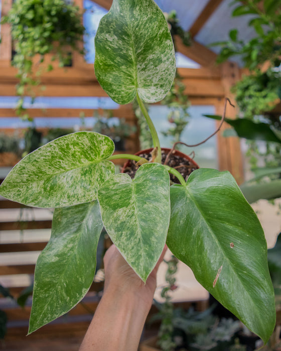 Philodendron Giganteum 'Blizzard' - 4" (SALE)