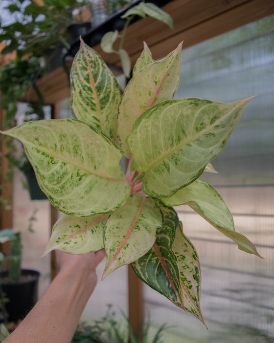 Aglaonema 'Lucky' - 4"