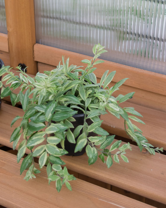 Aeschynanthus 'Bolero Bicolore' - 4"