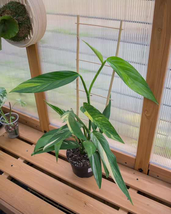 Epipremnum Amplissimum 'Variegata' - 6" (Pick Up Only)