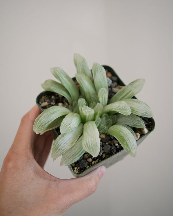 Haworthia Retusa 'White Ghost' - 4"