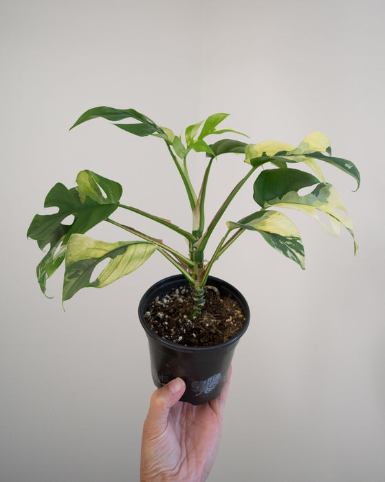 Rhapidophora Tetrasperma 'Albo Variegata' - 4"