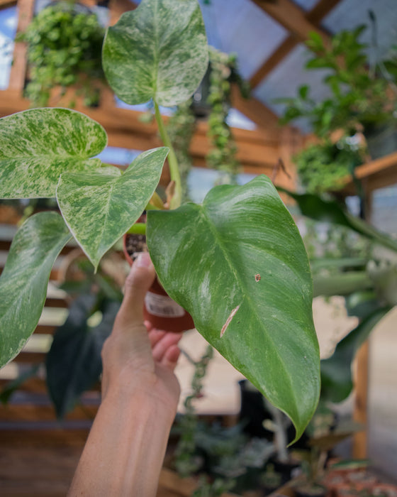 Philodendron Giganteum 'Blizzard' - 4" (SALE)