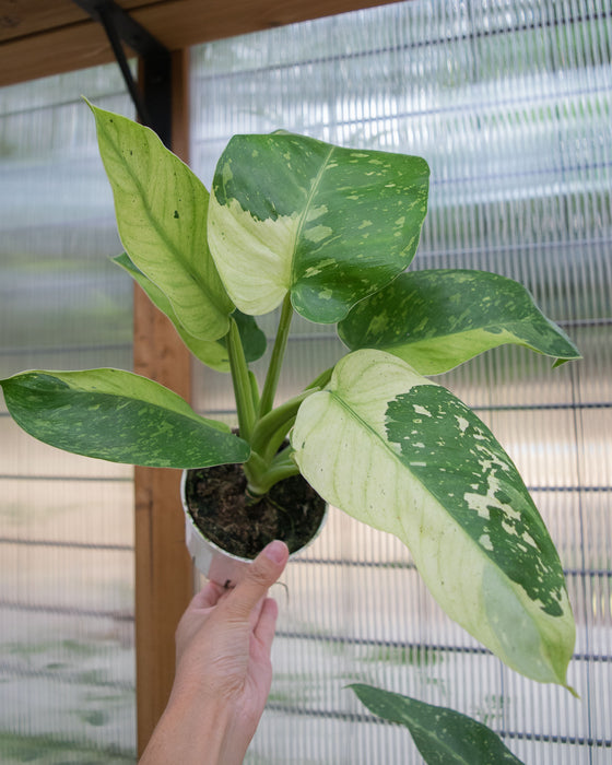 XL Philodendron 'Jose Buono' - 4"