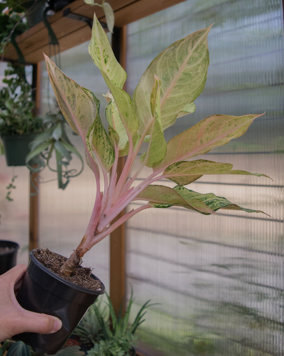 Aglaonema 'Lucky' - 4"