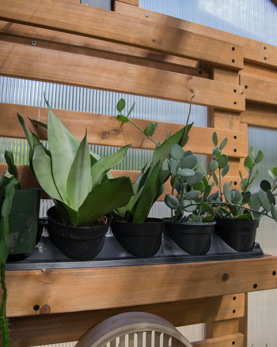 Sansevieria 'Moonshine' - 4"