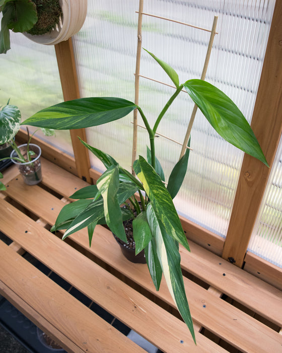 Epipremnum Amplissimum 'Variegata' - 6" (Pick Up Only)