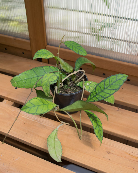 Hoya Callistophylla 'Kalimantan' - 4"