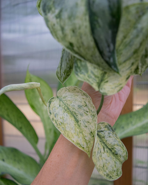 Scindapsus Pict. 'Peasun' Variegated - 2"