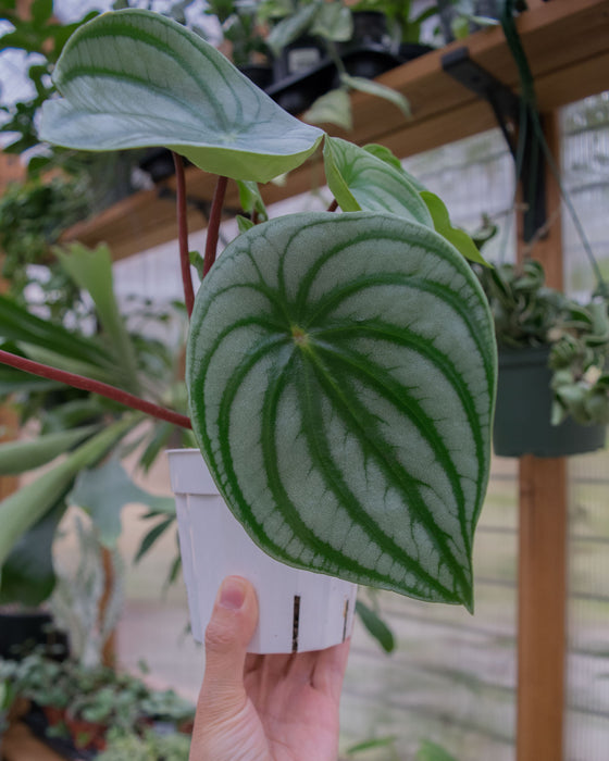 Peperomia Watermelon - 4"