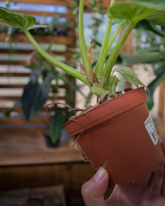 Philodendron Giganteum 'Blizzard' - 4" (SALE)
