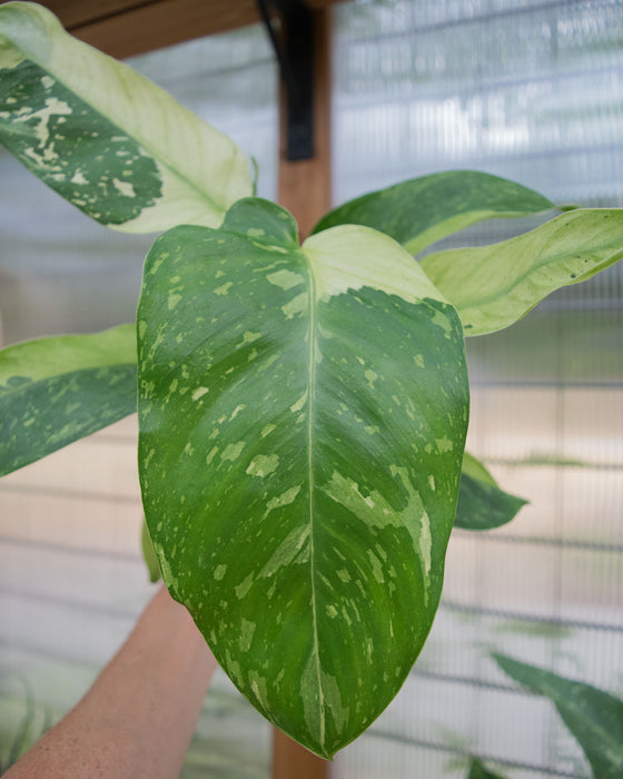 XL Philodendron 'Jose Buono' - 4"