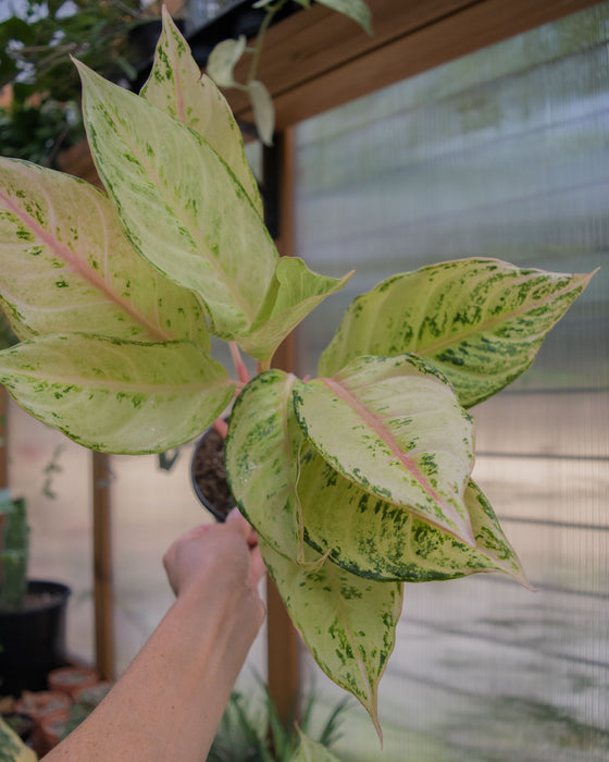 Aglaonema 'Lucky' - 4"