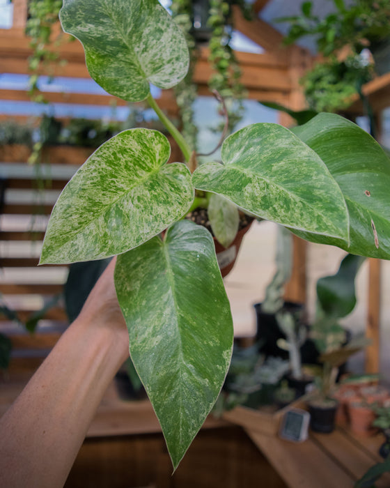 Philodendron Giganteum 'Blizzard' - 4" (SALE)