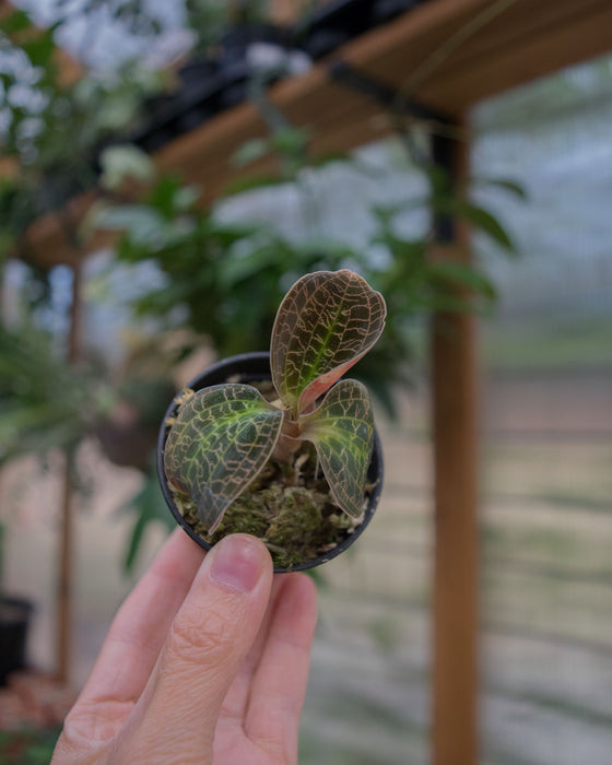 Dossinochilus 'Dreamcatcher' Jewel Orchid - 2"