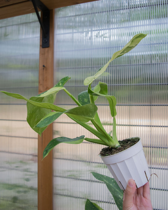 XL Philodendron 'Jose Buono' - 4"