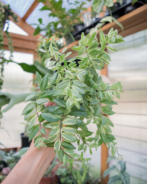 Aeschynanthus 'Bolero Bicolore' - 4"