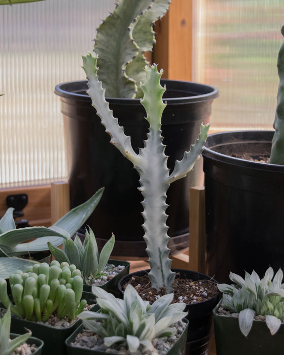 Euphorbia Lactea 'White Ghost' - 4" (SALE)