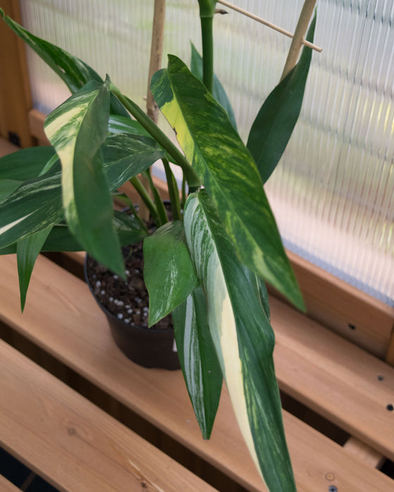 Epipremnum Amplissimum 'Variegata' - 6" (Pick Up Only)