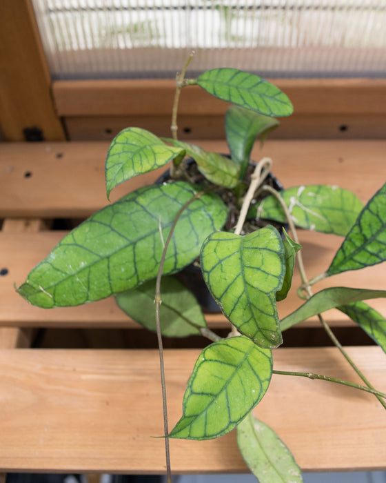 Hoya Callistophylla 'Kalimantan' - 4"