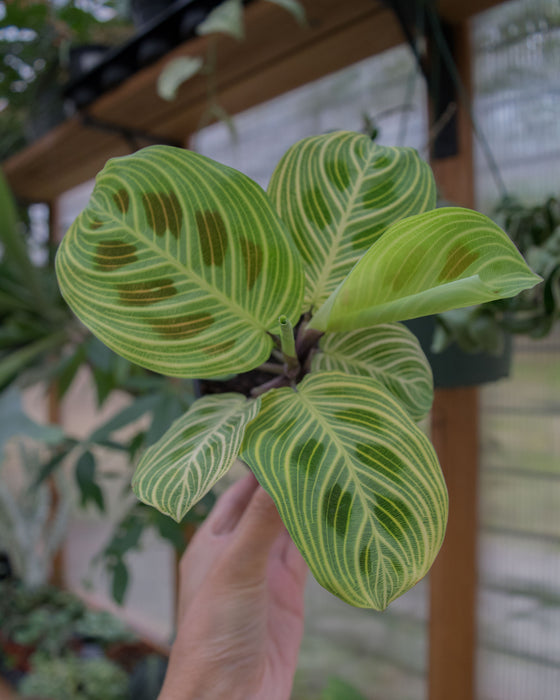 Maranta Leuc' 'Fantasy' - 4"