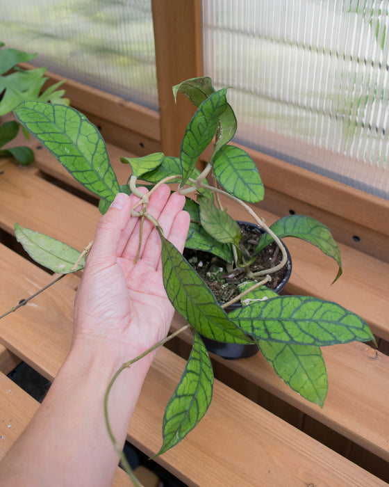 Hoya Callistophylla 'Kalimantan' - 4"