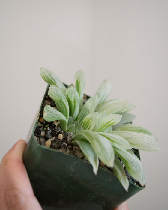 Haworthia Retusa 'White Ghost' - 4"