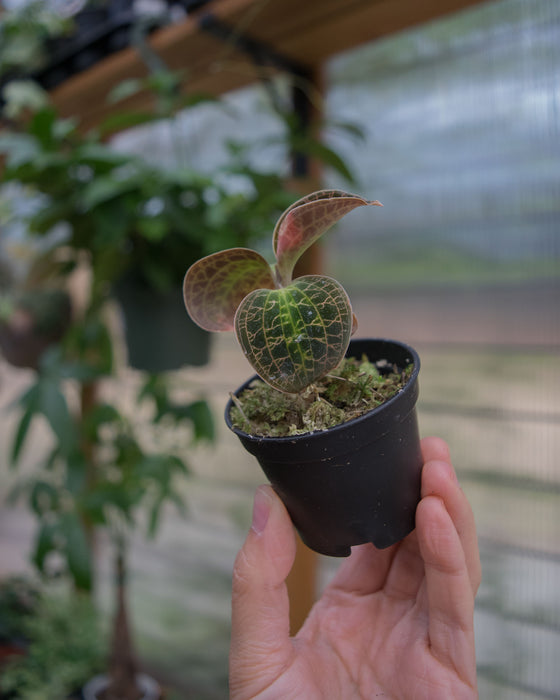 Dossinochilus 'Dreamcatcher' Jewel Orchid - 2"
