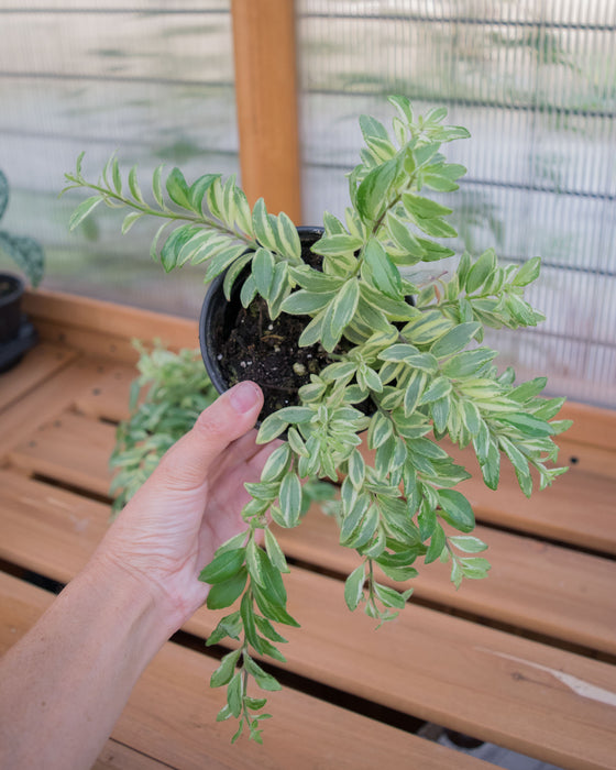 Aeschynanthus 'Bolero Bicolore' - 4"