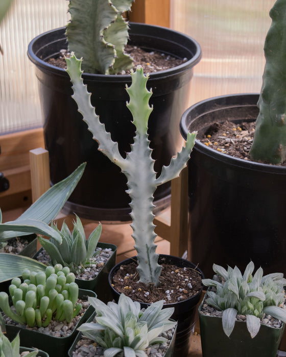 Euphorbia Lactea 'White Ghost' - 4" (SALE)