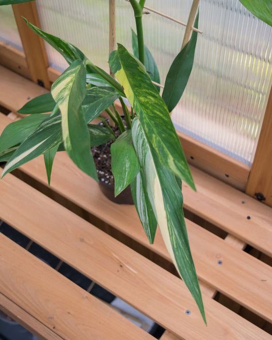 Epipremnum Amplissimum 'Variegata' - 6" (Pick Up Only)