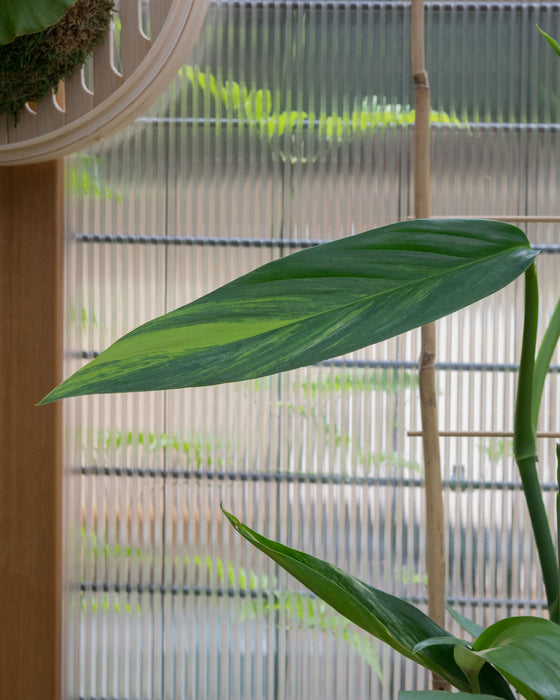 Epipremnum Amplissimum 'Variegata' - 6" (Pick Up Only)