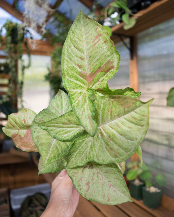 Syngonium Pod. 'Milk Confetti' - 4"