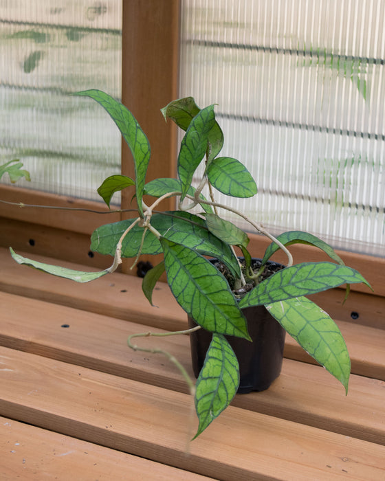 Hoya Callistophylla 'Kalimantan' - 4"