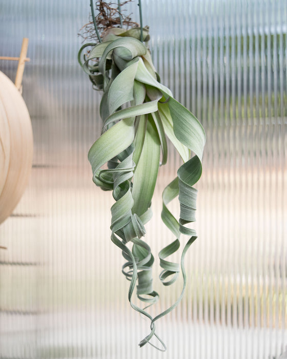 Tillandsia 'Curly Slim'