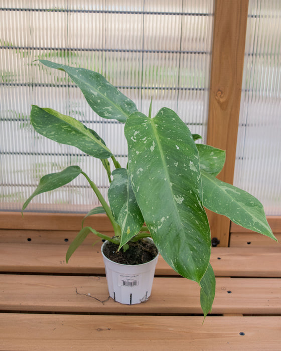 XL Philodendron 'Jose Buono' - 4"