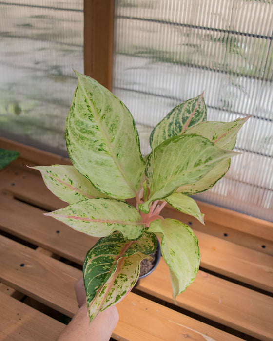 Aglaonema 'Lucky' - 4"