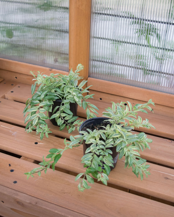 Aeschynanthus 'Bolero Bicolore' - 4"
