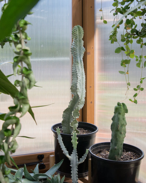 Euphorbia Ammak - 8" (Pick Up Only)