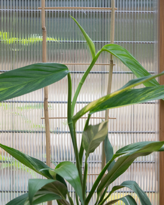 Epipremnum Amplissimum 'Variegata' - 6" (Pick Up Only)