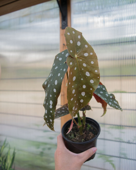 Begonia Maculata - 4"