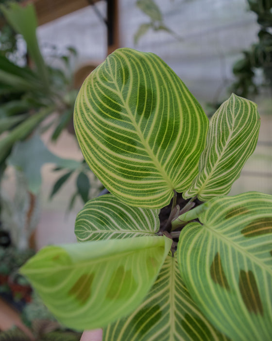 Maranta Leuc' 'Fantasy' - 4"