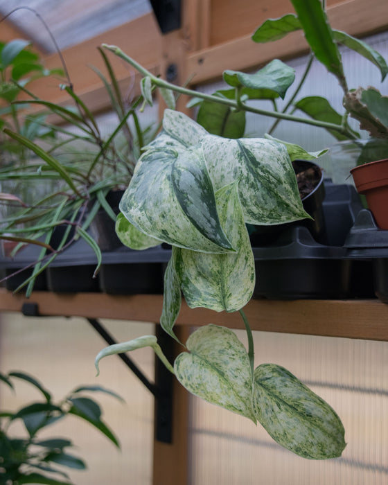 Scindapsus Pict. 'Peasun' Variegated - 2"