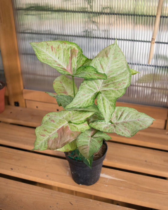 Syngonium Pod. 'Milk Confetti' - 4"